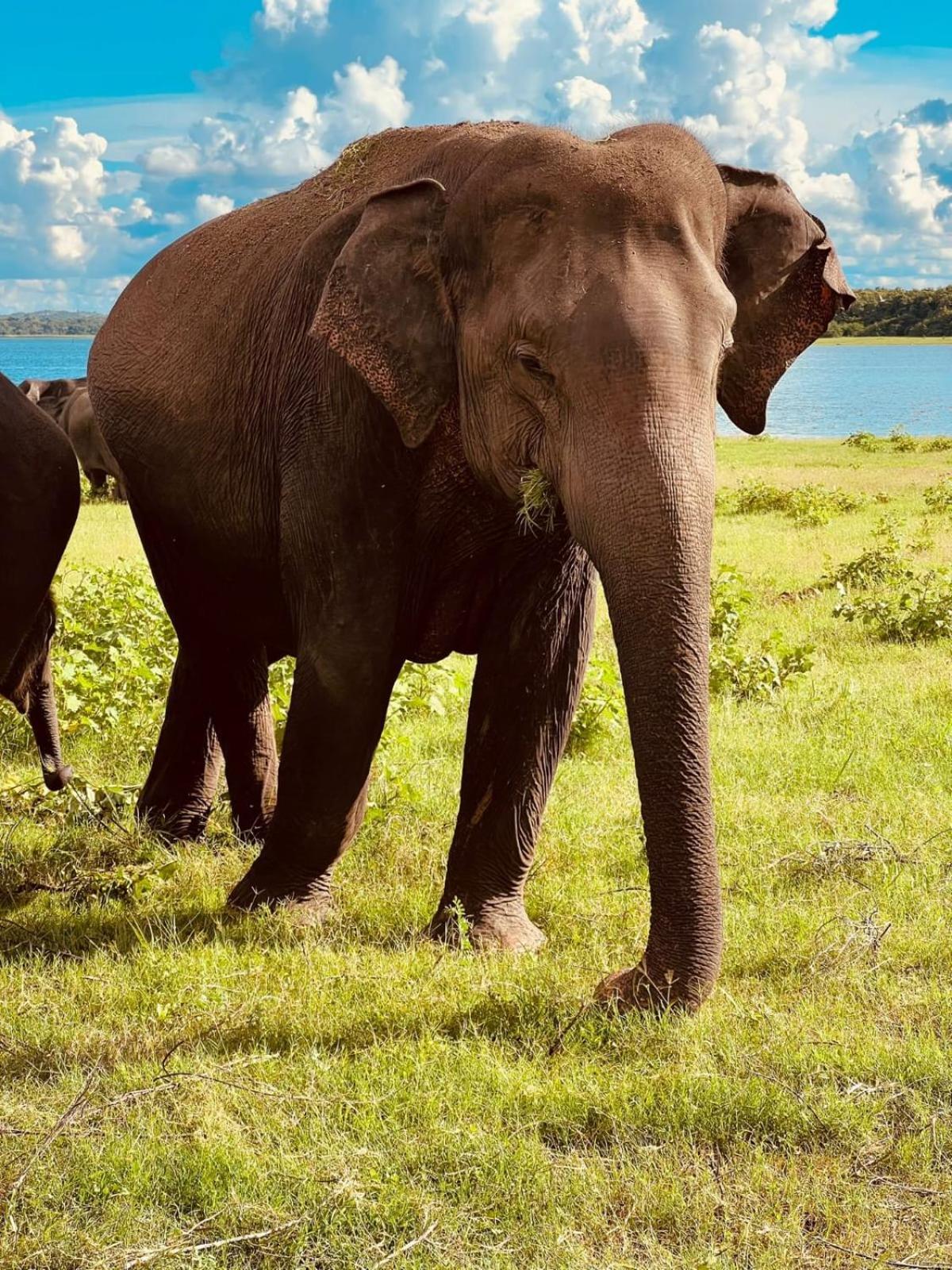 Sigiri Sandilu Homestay Sigiriya Bagian luar foto